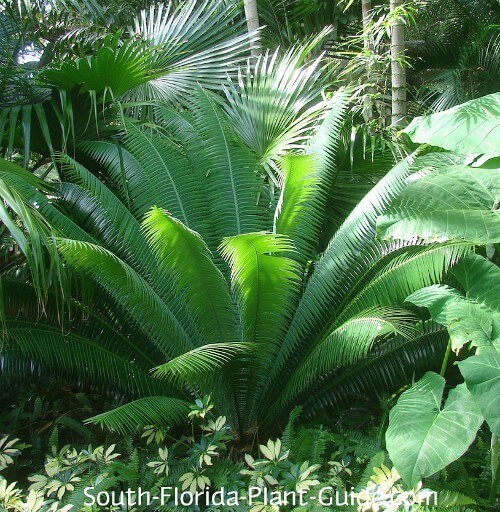 dioon cycad plant in a tropical landscape dioon cycad plant in a tropical landscape