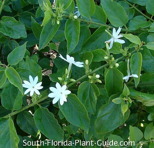 Downy Jasmine