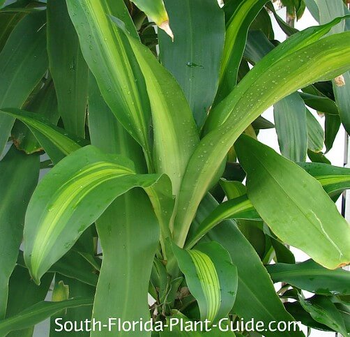 dracaena fragrans dracaena fragrans