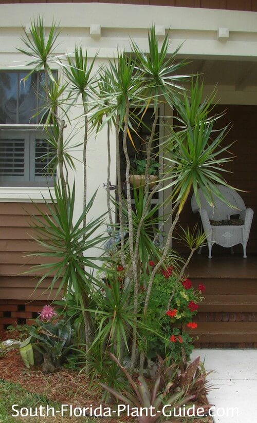 Image of Philodendron companion plant dracaena marginata