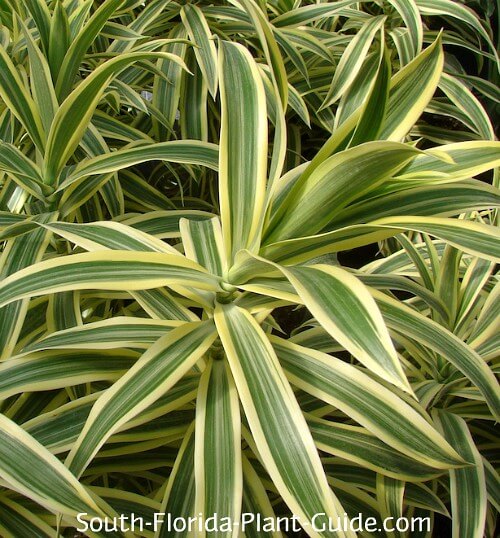 ti plant care in florida