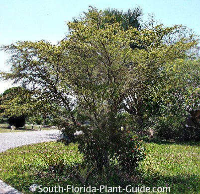 tælle Cusco Dam Dwarf Black Olive