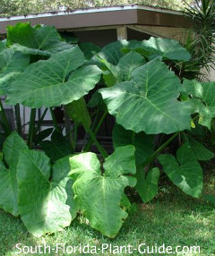Elephant Ears Plant Specs