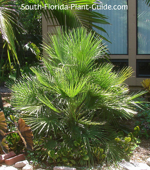 Mediterranean Fan Palm