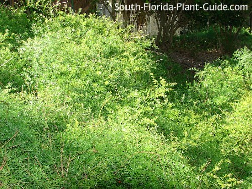 asparagus fern asparagus fern