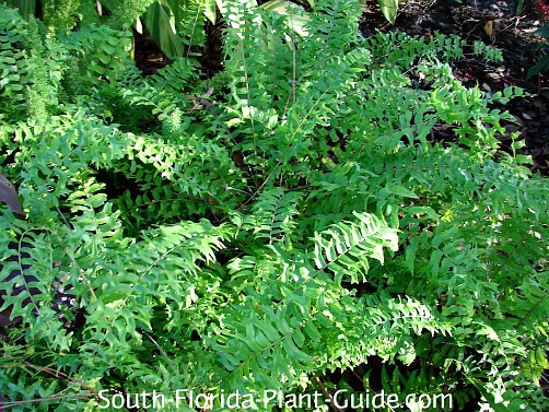 fishtail fern fishtail fern