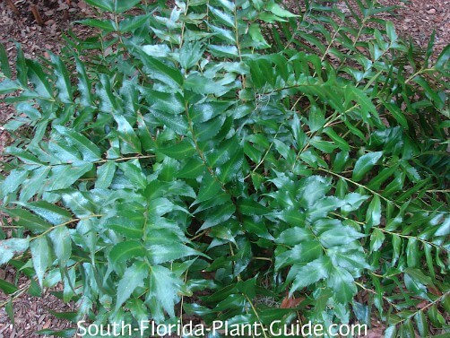 holly fern holly fern