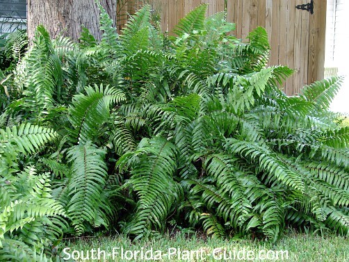 What Ferns Can Grow In Full Sun What Ferns Can Grow In Full Sun