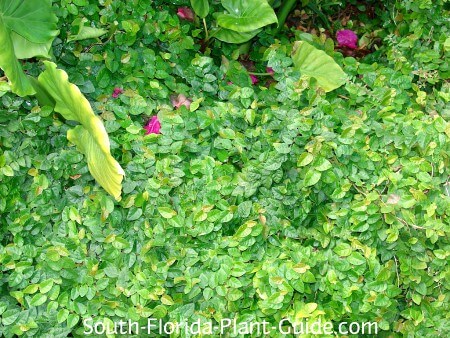 Creeping Fig, Ground Cover For Wet Areas Florida