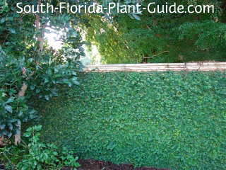 creeping ficus repens
