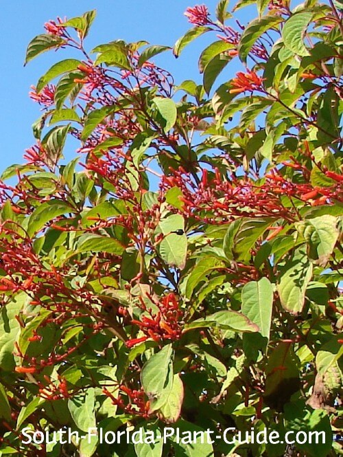 native firebush red flowers native firebush red flowers