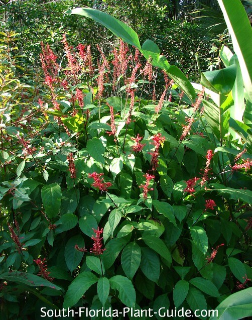 How to take care of firespike plants