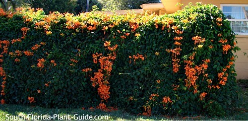 Covering a fence Covering a fence