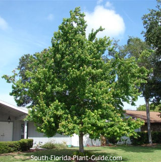 Florida Maple Tree