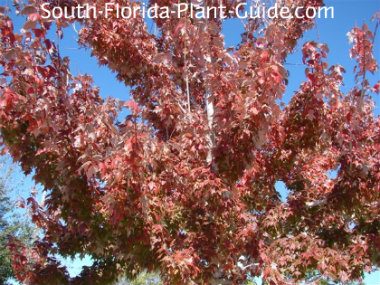 Florida Maple Tree