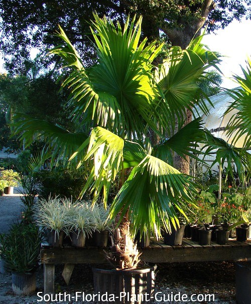 Florida Thatch Palm