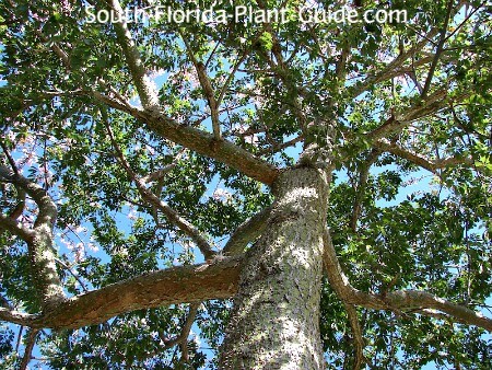 Floss Silk Tree
