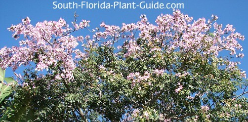 Floss Silk Tree