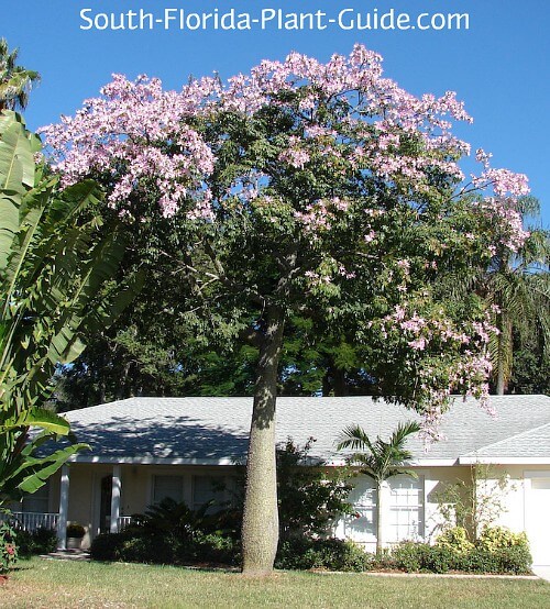 Floss Silk Tree