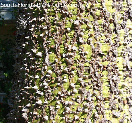 Floss Silk Tree