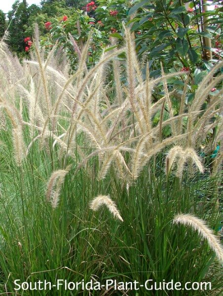 Best Time to Plant Ornamental Grass Florida: Ultimate Planting Guide 3 Best Time to Plant Ornamental Grass Florida: Ultimate Planting Guide
