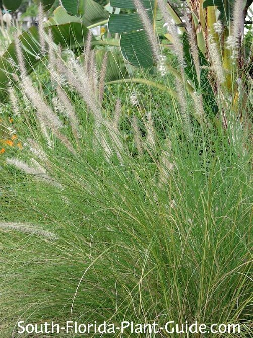 Ornamental Grass Fountain Grass, Pampas Grass & More
