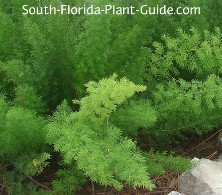 foxtail-fern-fronds-220.jpg