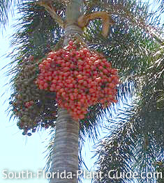 Foxtail Palm
