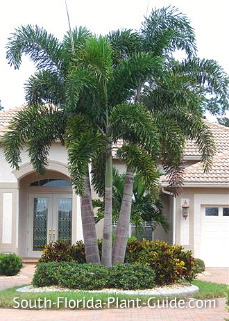 foxtail realpalmtrees yards fronds proportions enchanting showstopper bifurcata wodyetia jardines shrubs