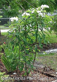 'Bridal Wreath' 'Bridal Wreath'