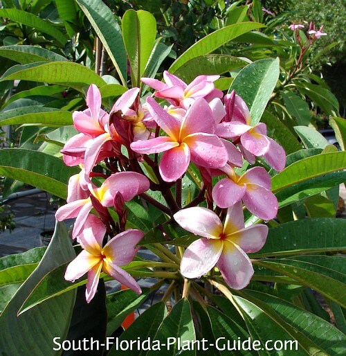 Frangipani Tree