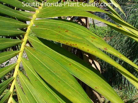 Fungus on adonidia palm leaf Fungus on adonidia palm leaf