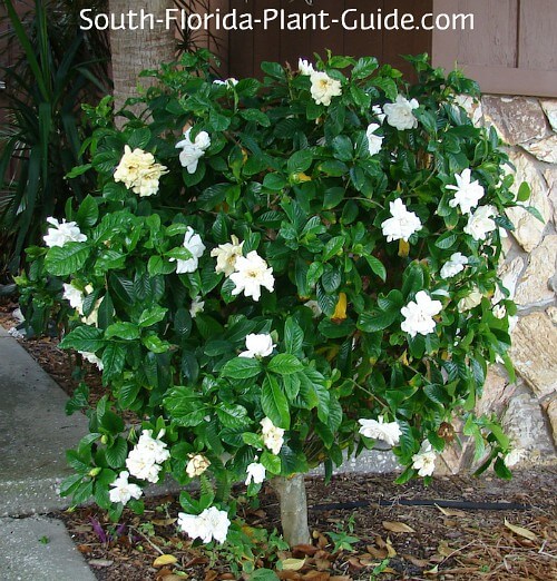 Image of Gardenia hedge in doorway