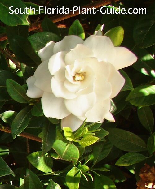 Gardenia Bush