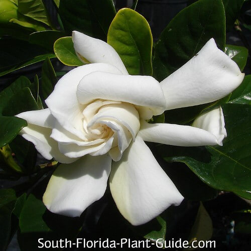 Gardenia Bush