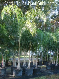 Ing Plants In South Florida Queen Palms In Pots