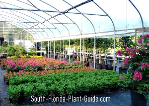 Ing Plants In South Florida Greenhouse With Rows Of Plants