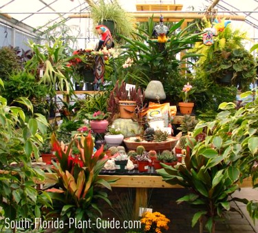 Ing Plants In South Florida Greenhouse Showroom Full Of Plants