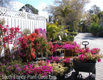 Plants,garden plants,plants & garden,plants for garden,where to buy garden plants