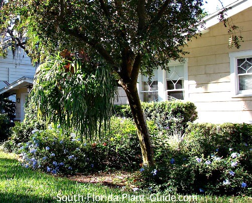 Landscape with small tree, staghorn fern and shrubs