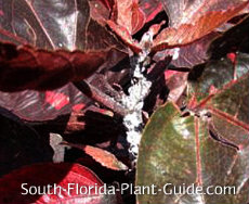 Mealybug on copper plant Mealybug on copper plant