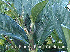 Scale on gardenia leaves and stems Scale on gardenia leaves and stems