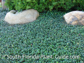 Weed Control For South Florida Asiatic Jasmine Groundcover