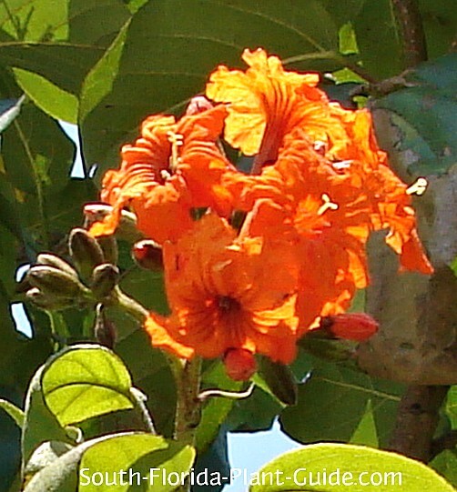 orange geiger tree care
