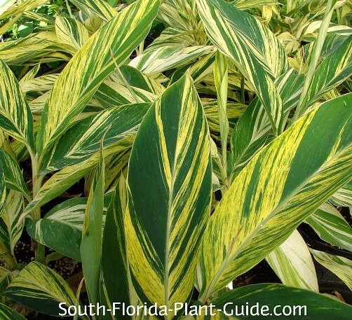 Variegated Ginger South Florida Plant Guide Com