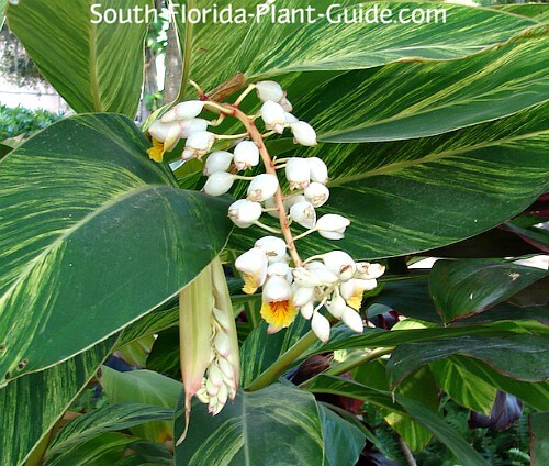 Variegated Ginger