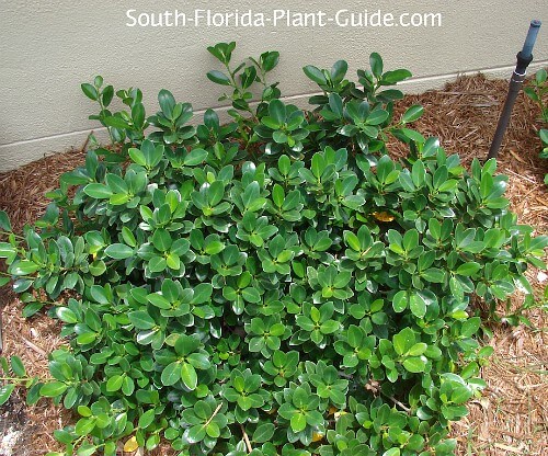types of ficus trees in florida