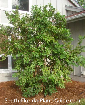 Strawberry guava Strawberry guava planted next to a house