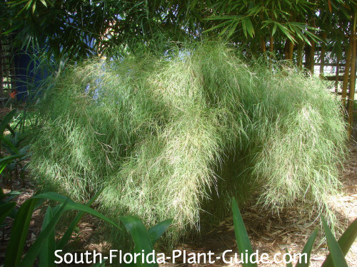 hair grass
