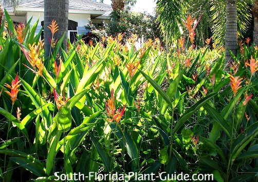 Heliconia